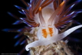 Cratena peregrinae