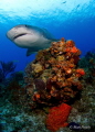 Emma the Tiger Shark