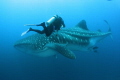Whale Shark encounter