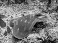 Eagle Ray resting - Bay of Islands, New Zealand