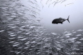 Black jack fishing for lunch