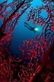 Trough the sea fan