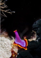beautiful nudibranch