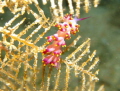Nudibranch on the Kingston, Red Sea