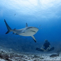 Shark Buddha

While working on conservation and preservation of the wonderful marine world, we've met this young man with a heart for sharks. He dedicates his life to research and when he is among his friends, you feel the vibes!