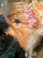 lovely flabellina being eyed by a lion
taken on the wreck of the Rosalie Moller