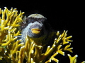 Cool dude pufferfish. Shot on night dive