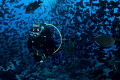 Biomass!  Thousands of Black Durgeons accompany a diver off Ascension Island to the North of St Helena.