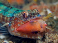 Lizzardfish catched a reeffish during a dive at the housereef of Puerto Galera,Phillipines