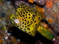 Kiss Me! 
Yellow Boxfish taken at the Phi Phi Islands on 23.11.12 Camera Sea&Sea DX2G
