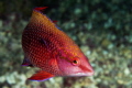 Ascension Island juvenile Hogfish; in the transition between its bright yellow immature phase to the dark red adult.