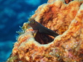 This blenny picture was captured in Dominica in November 2013. He was hiding inside the sponge initially and I waited for him to to swim up just enough for the shot.