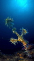 Ornate Ghost Pipe Fish