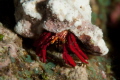 Nice shot of a crab just chillin on the coral . Love the way the red pops and check out the eyeballs