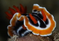 Chromodoirs Magnifica