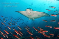 Eagle Ray flying on the reef