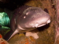 White Spotted Bamboo Shark laying in a Tunnel sleeping during the day! Nocturnal