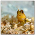 Little yellow blennius with 105mm