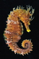 Flying seahorse