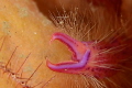 Pink squat lobster close-up Nauticam NA_D7000 60mm macro lens +13 diopter