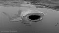 Whale shark in B&W
