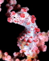 A pygme sea horse at Lembeh Strait, North Sulawesi, Indonesia. Nicely dressed in Xmas colors.
