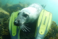 A Scilly grey seal that was keen to play