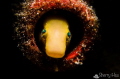 Blenny @ Lembeh Strait