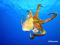Octopus while diving one of my favorite spots in Puerto Rico.