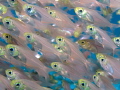 Glass fish on a reef in the Red Sea
