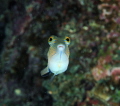 This little guy seemed quite curious about the Fuji S2 Pro in a Sea & Sea Housing.