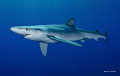 Blue shark - Azores