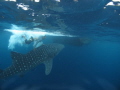 Whaleshark with Fisherman showing off and doing what he should not do!