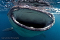 Hungry Whale shark