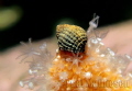 A very small hermit crab on a dead man's fingers