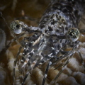 Tiger's eye (Longarm prawn)