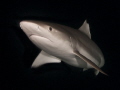 Grey Reef Shark, Carcharhinus amblyrhynchos, Maldives, Alifu Dhaalu Atoll, Halimatha Jetty Night Dive