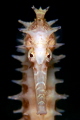 Thorny Seahorse in the bay of Ambon,Indonesia