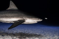 Bull shark