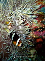 playing in Nemo's garden.....