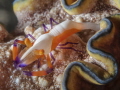 Emperor shrimp (Periclimenes imperator) hitches a ride on nudibranch Glossodoris cincta, Lembeh, North Sulawesi; Indonesia,