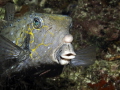 boxfish eating krill