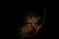Anemone sitting on broad leaf kelp. 60mm macro lens and a snoot.