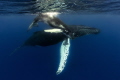 Humpback Mum and calf at the Silver Banks.