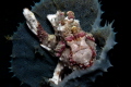 Small Warty Frogfish in a sponge