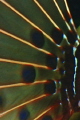 Liionfish fin close-up