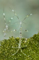 skeleton shrimps (Caprellidae)

NIKON D7000 in a Seacam 