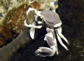 Porcelein crab eating