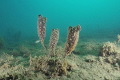 Tunicates on the silty bottom of Mahurangi harbour