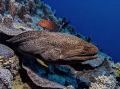 Giant Moray Eel (Gymnothorax javanicus)

Sea&Sea DX-1G, Settings: f4.1, 1/60, ISO 100